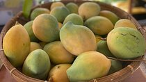 Tour a Hidden Mango and Coconut Orchard at Lahaina
