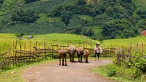 7 Days in Northern Vietnam Discover Ninh Binh, Halong Bay, Sapa