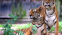 7 Day Golden Triangle Tour with Ranthambore Tiger Tour