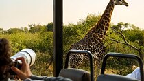 Private Pilanesberg Safari with Lunch from Johannesburg