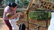 Giraffe, Elephant Orphanage, Cultural Dance & Carnivore Dinner 