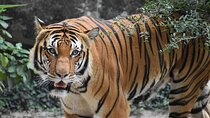 Bandipur wildlife and Mysore experience in 2 days from Bangalore