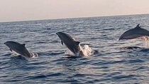 Bali and Lovina with Sunrise Dolphin Tour and Snorkeling