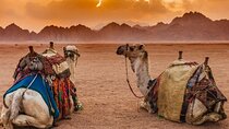 Red Sea Safari: ATV, Camel Ride & Desert Night Spectacle