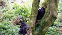 3-Day Gorillas Trekking In Uganda And Golden Monkeys In Rwanda 