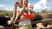 Aruba Ostrich Adventures Entrance Ticket and Unique Tour