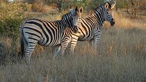 1 Day Safari Isimangaliso Boat Cruise & Game Safari From Durban