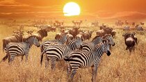 4 Days Luxury Fly-In Safari to the Heart of the Serengeti