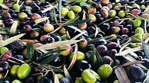 Olive Oil Tour and Tasting in Málaga