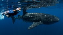 Whale Shark expedition from Cancun and Riviera Maya