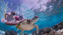 Tulum : Cenote Swim & Turtle Tour with Ruins Visit & Buffette