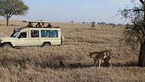 3 Days and 2 Nights Masai Mara Group Joining Budget Safari 