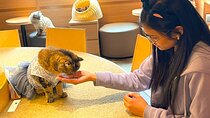 Tokyo Cat Night Tour: Cat Bookstore, Shinjuku Cat Cafe & 3D Cat