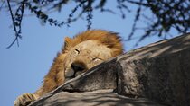 4 Days Serengeti, Ngorongoro, Tarangire Group + Airport pick up