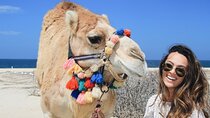 Cabo Camel Ride: Beach Safari, Tequila Tasting & Buffet