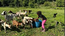 Jamaican Farm Life, Local Beach Experience - Family Friendly