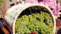 Rtveli Grape Harvest Festival Tour in Kakheti Georgia