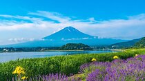 Mt Fuji Views, Fruit Picking and Ropeway Experience Day Tour