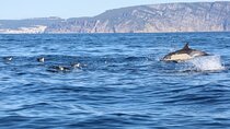  Lisbon Dolphin Watching Ocean Safari 
