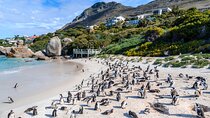 Cape Peninsula Tour: Cape Point, Penguins, Noordhoek & More