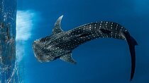 Swim with Whale Sharks Private tour from Playa del Carmen