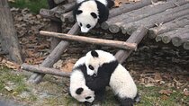 Private Chengdu Panda Tour with Hotel Pickup