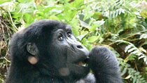 3 Days Gorilla Trek in Uganda