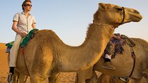 Camel Trekking & Morning Safari with Sand Boarding Falcon Photos