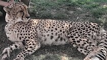 Cheetahs Encounter Giraffe house Wine tasting private tour