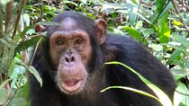  12 Days Holiday safari with golden monkeys, gorillas and chimps 