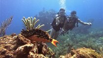 2 Deep Reef Dives in Cancun Caribbean Sea for Certified Divers