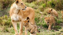 3 Days Luxury Tour at Tanzania Safari Manyara Ngorongoro