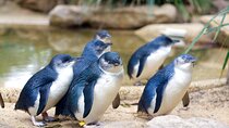 Phillip Island Penguin Parade Day Tour from Melbourne
