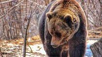 Bear Safari Private Day Trip & Transfagarasan Road from Bucharest