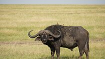 6 Days Serengeti Ngorongoro Tarangire Manyara + Airport Pickup