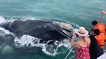 Whale Watching Tour- Hotel Pickup/Dropoff from CAPE TOWN