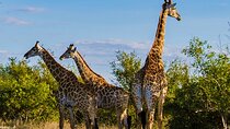 Cape Town: 3 Day Garden Route Tour and Botlierskop Game Reserve