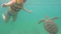 Turtle Snorkeling in Akumal