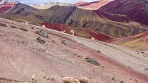 Full Day Palcoyo Mountains Tour from Cusco