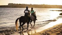 Desert and Sea: A One-Hour Horseback Adventure in Sharm El-Sheikh
