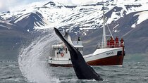 Classic Whale Watching from Dalvík Near Akureyri