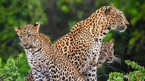 Yala National park: Half day & Full Day & Private - Safari Tours