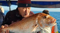 Full Day Fishing Trip on Auckland Waitemata Harbour 