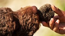 Exclusive Truffle Hunt with Lunch & Wine Tasting from Florence