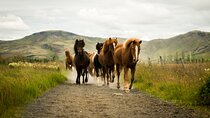 Horse Riding Tour in Reykjadalur (Smoky Valley)-All Riding Levels