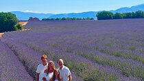 Lavender in Bloom : Unforgettable Provençal Stroll