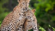 Yala National Park Half Day / Full Day Special Safari Tours