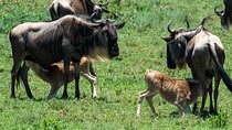 7 Day Wildebeest Calving and Big Five Encounter Safari