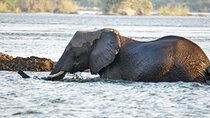 Chobe Safari Day Tour from Victoria Falls