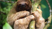 Wildlife rainforest Hiking sloths & Chocolate -Coffee tour